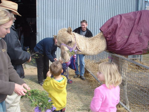 Wangaratta Show - Nambucca Heads Accommodation 1