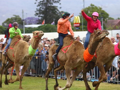 Camel Races At Penrith Paceway - Nambucca Heads Accommodation 0