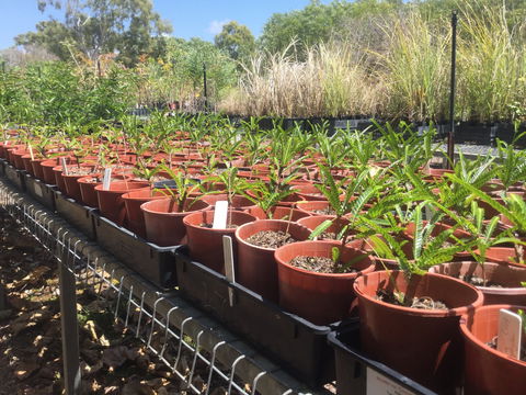 Conservation Volunteers Australia Townsville - Ocean View Nursery - Nambucca Heads Accommodation 2