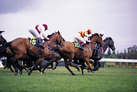 Cootamundra Cup - Nambucca Heads Accommodation 1