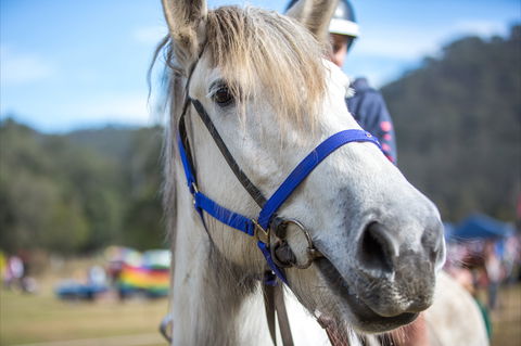 Horses Birthday Festival - Nambucca Heads Accommodation 1