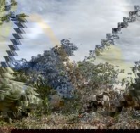 Lost Sanctuary at Healesville Sanctuary - Nambucca Heads Accommodation