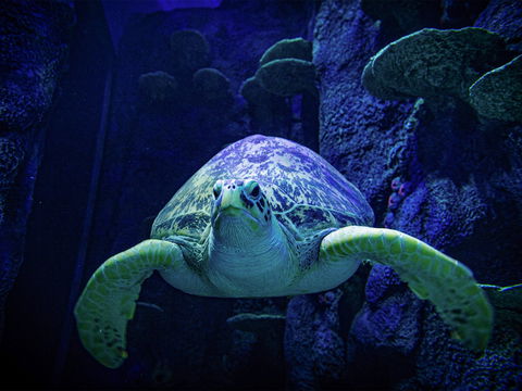 Sydney's Aquarium - Nambucca Heads Accommodation 0