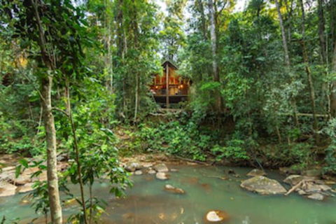 The Canopy Rainforest Treehouses And Wildlife Sanctuary - Nambucca Heads Accommodation 0