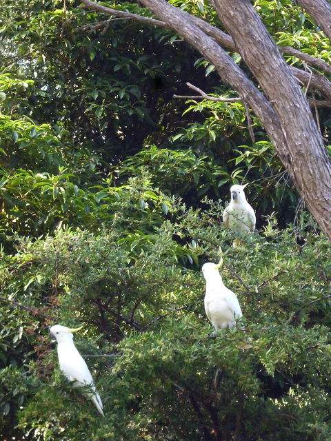 Coachman's Eden - Nambucca Heads Accommodation 3