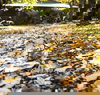 Cradle Forest Inn - Nambucca Heads Accommodation