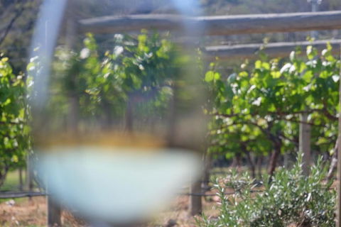 Every Man & His Dog Vineyard - Nambucca Heads Accommodation 4