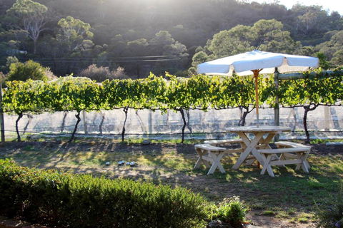 Every Man & His Dog Vineyard - Nambucca Heads Accommodation 6