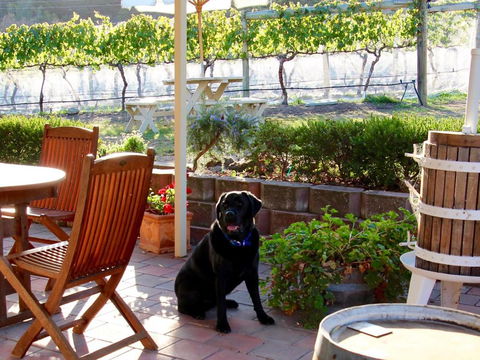 Every Man & His Dog Vineyard - Nambucca Heads Accommodation 7