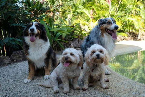 Wildlife Holiday Home - Nambucca Heads Accommodation 3