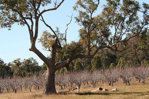 The Farmhouse At Blue Wren Wines - Nambucca Heads Accommodation 1