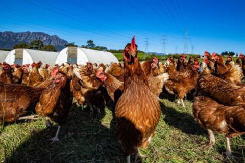 Carinya Farm Holiday Retreat - Nambucca Heads Accommodation 7