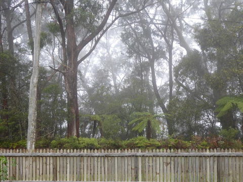 Buddha Cottage Springbrook - Nambucca Heads Accommodation 6