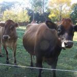 Drumreagh Bed & Breakfast Cabins - Nambucca Heads Accommodation 0