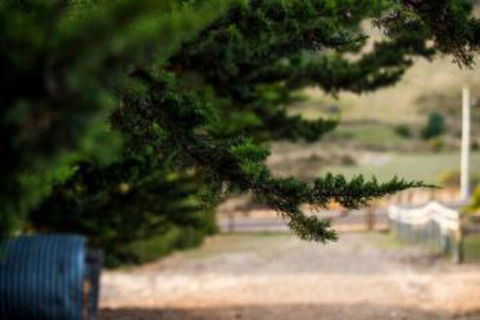 Wattle Grove Homestead Bed & Breakfast - Nambucca Heads Accommodation 5