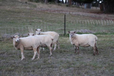 Wattle Grove Homestead Bed & Breakfast - Nambucca Heads Accommodation 3