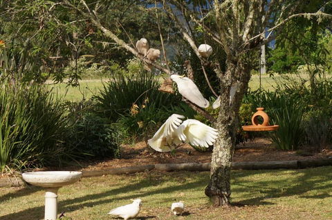 Vicarage View Cottage - Nambucca Heads Accommodation 5
