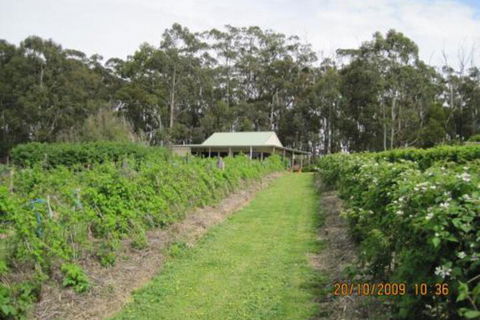 Pennyroyal Raspberry Farm & Cidery - Nambucca Heads Accommodation 6