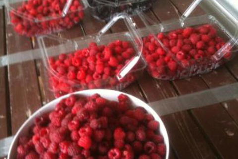 Pennyroyal Raspberry Farm & Cidery - Nambucca Heads Accommodation 7