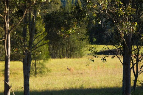 Windsors Edge Cottage Rothbury - Nambucca Heads Accommodation 2
