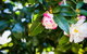 Whispering Pines Cottages - thumb 3
