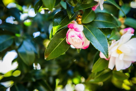 Whispering Pines Cottages - Nambucca Heads Accommodation 3
