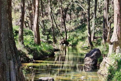 Shady Creek Eco Cabin - Nambucca Heads Accommodation 3
