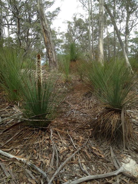 Echidna On Bruny - Nambucca Heads Accommodation 1