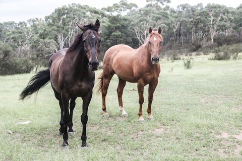The Saddle Camp Tiny House Braidwood - Nambucca Heads Accommodation 1