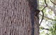 Beechs' Brook Rainforest Retreat - thumb 2