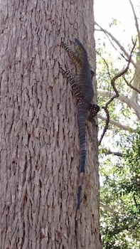 Beechs' Brook Rainforest Retreat - Nambucca Heads Accommodation 2