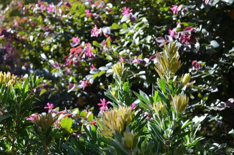 A Bach At Bright Bright VIC - Nambucca Heads Accommodation 4