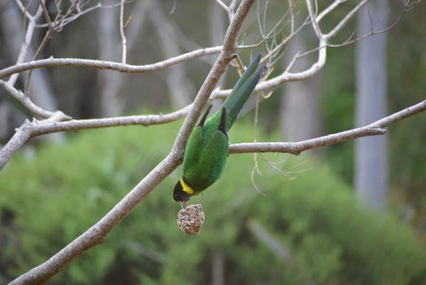 Naturescape - Nambucca Heads Accommodation 2