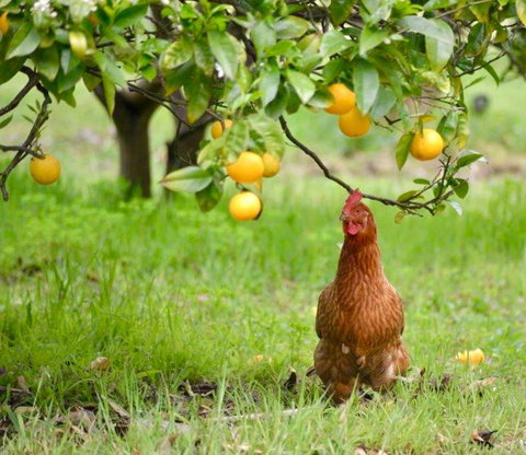 Naturescape - Nambucca Heads Accommodation 3
