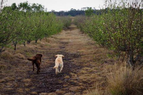 Straw House Farm B & B - Nambucca Heads Accommodation 2