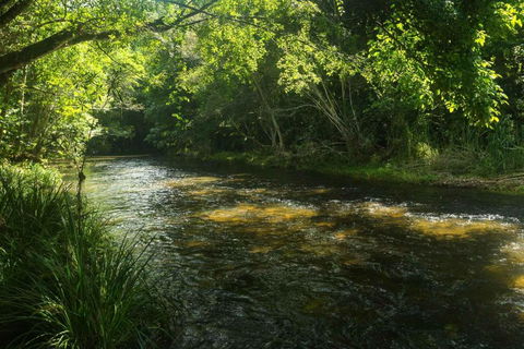 Cairns Homestead Acreage Pet & Family Friendly - Nambucca Heads Accommodation 2