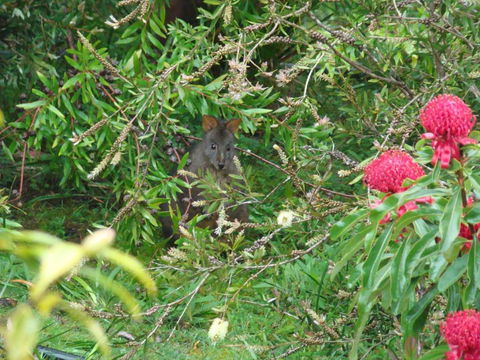 Southern Forest Accommodation - Nambucca Heads Accommodation 3