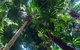 Cape Tribulation Beach House - thumb 4