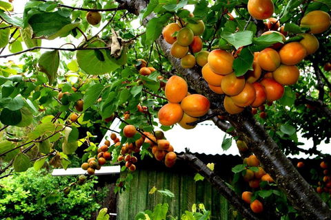Eureka Farm - Nambucca Heads Accommodation 6
