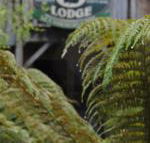 The Wombat Cottage - Nambucca Heads Accommodation