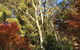 Wild Orchid Olinda Private Luxury Cottage - thumb 6