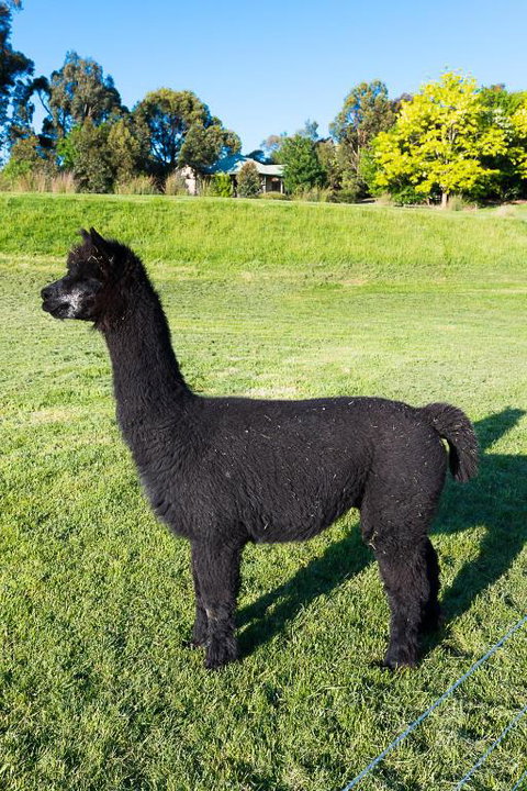 Raynella Alpaca Farmstay - Nambucca Heads Accommodation 2
