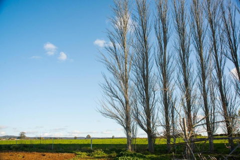 Royal Standard Farm Daylesford - Nambucca Heads Accommodation 2