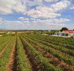 Barossa Valley Lyndoch