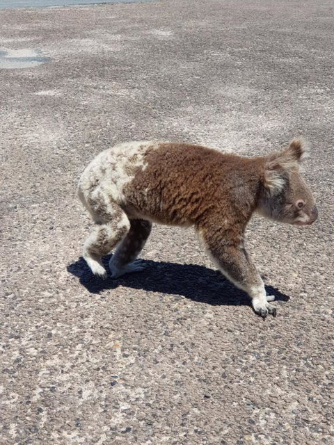 Minjerribah Island Accommodation Straddie - Nambucca Heads Accommodation 2