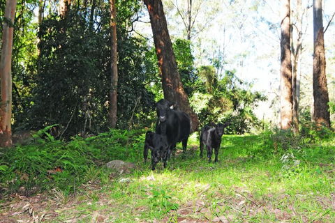 Alcheringa Cottage - Nambucca Heads Accommodation 4