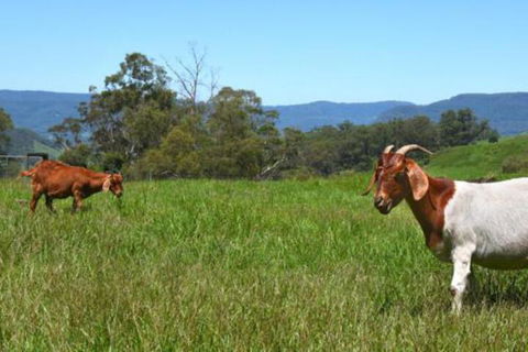 The Heavens Mountain Escape - Nambucca Heads Accommodation 2