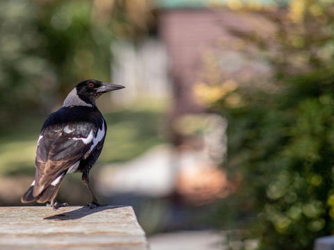 Maldas Retreat Air Con Fireplace & Outdoor Spa - Nambucca Heads Accommodation 3