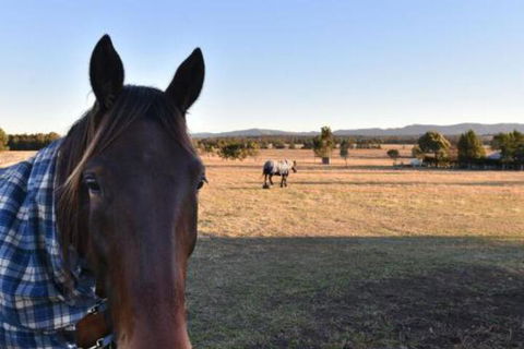 Clydesdale Cottage On Talga With Real Clydesdale Horses - Nambucca Heads Accommodation 0