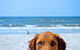 Sunshine Beach Shack - thumb 4